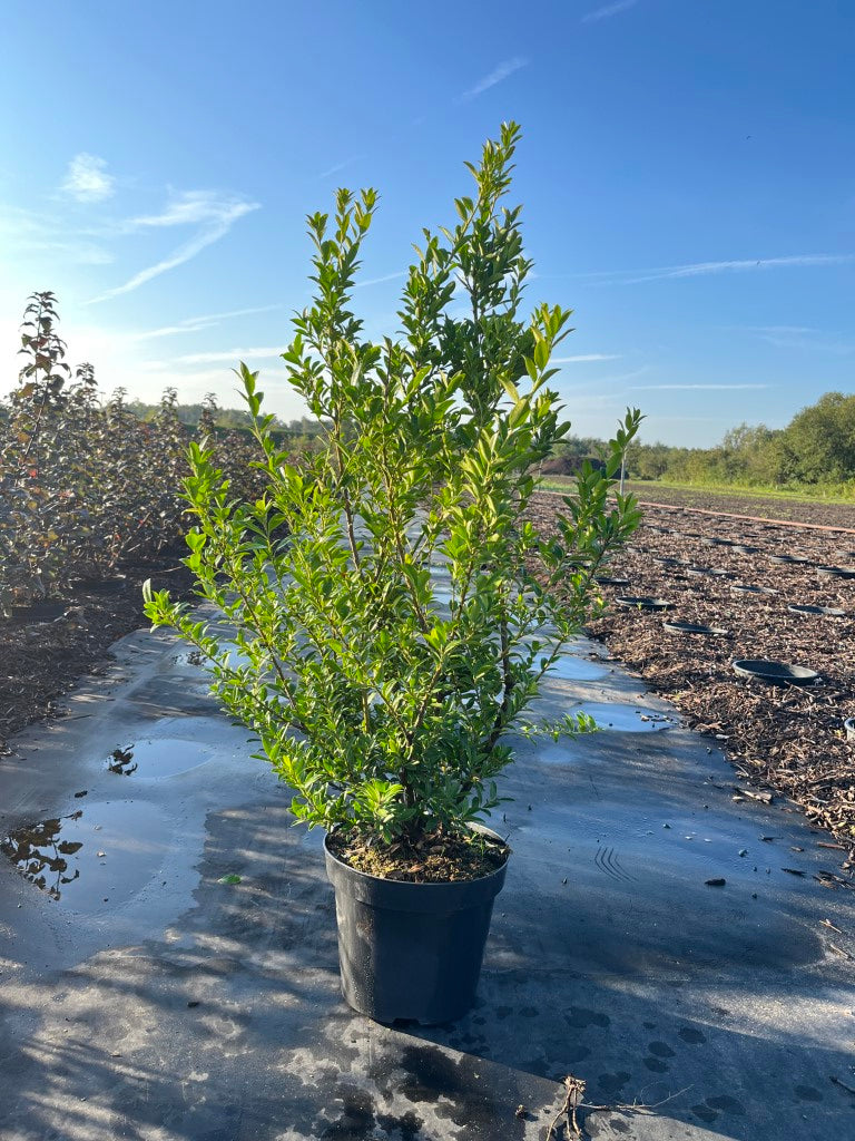 Japanse hulst | Ilex maximowicziana 'Kanehirae'
