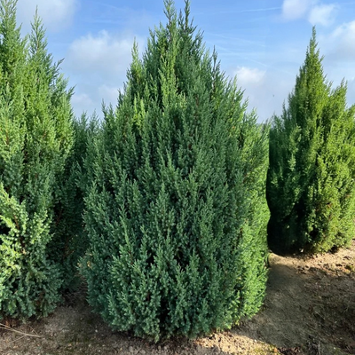 Jeneverbes | Juniperus chinensis 'Stricta'
