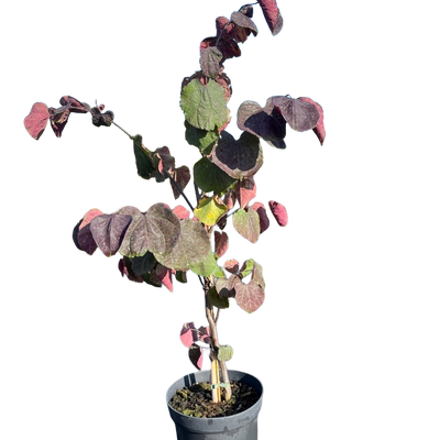 Judasboom | Cercis canadensis 'Forest Pansy'