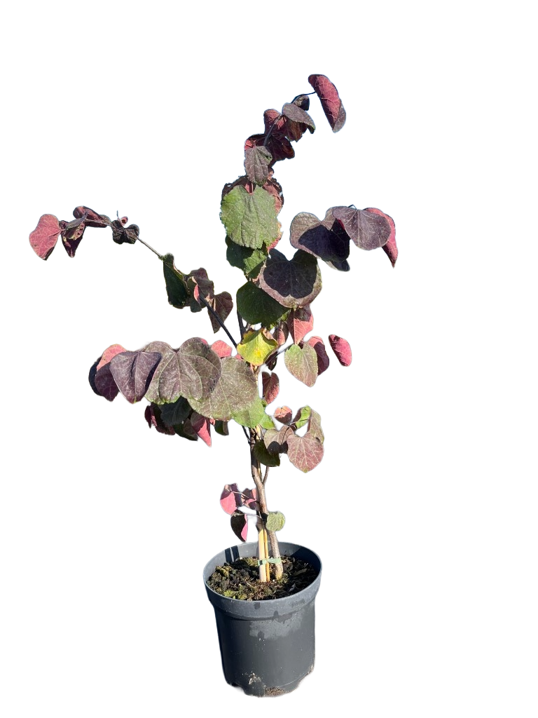 Judasboom | Cercis canadensis 'Forest Pansy'