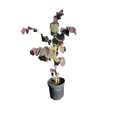 Judasboom | Cercis canadensis 'Forest Pansy'