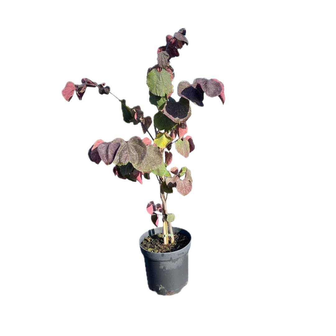 Judasboom | Cercis canadensis 'Forest Pansy'