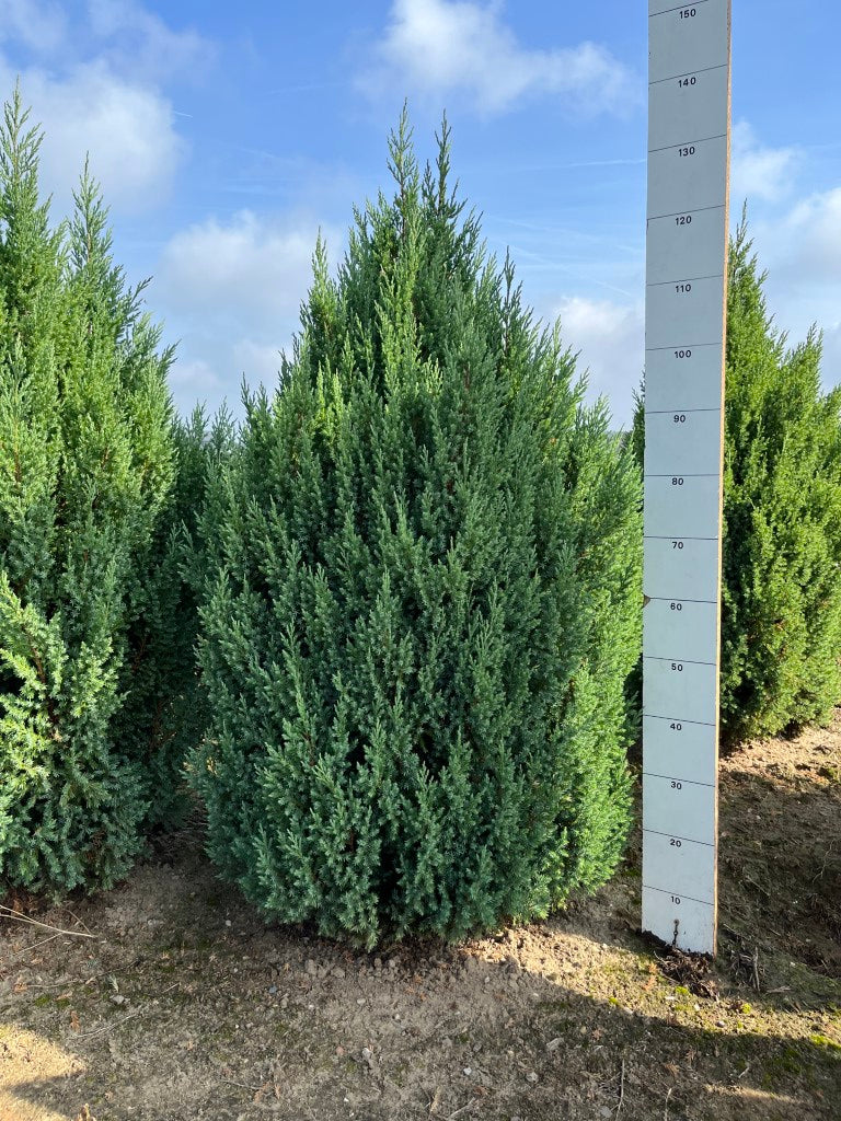 Jeneverbes | Juniperus chinensis 'Stricta'
