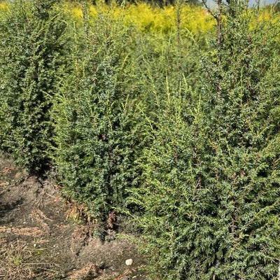 Jeneverbes | Juniperus communis 'Hibernica'