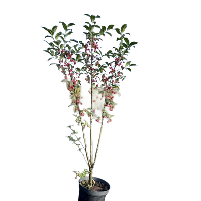 Kardinaalsmuts | Euonymus europaeus