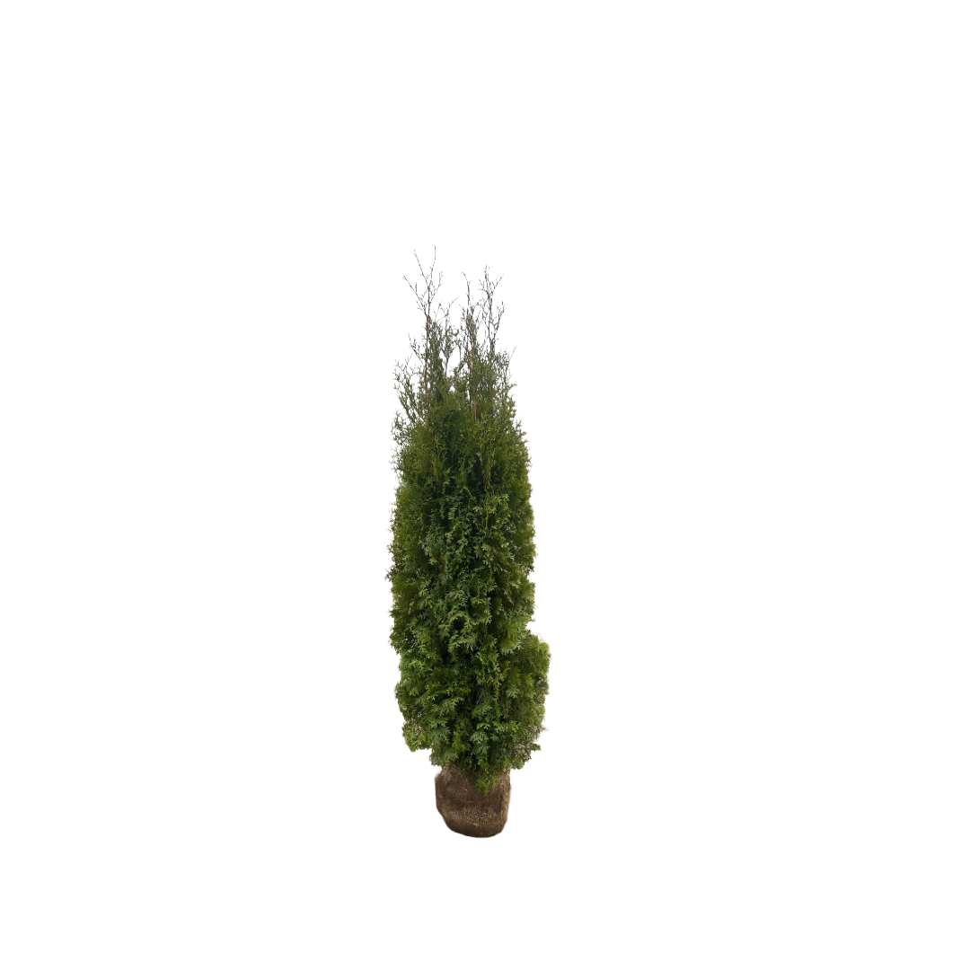 Levensboom | Thuja occidentalis 'King of Brabant'