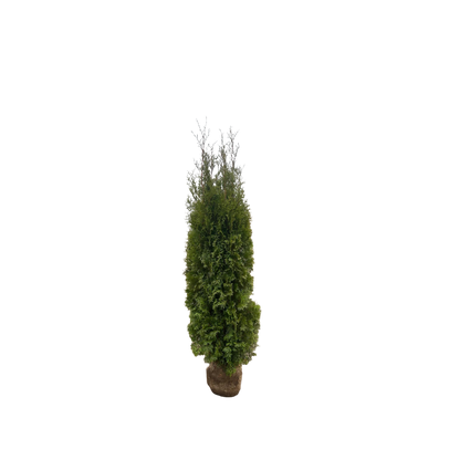 Levensboom | Thuja occidentalis 'King of Brabant'