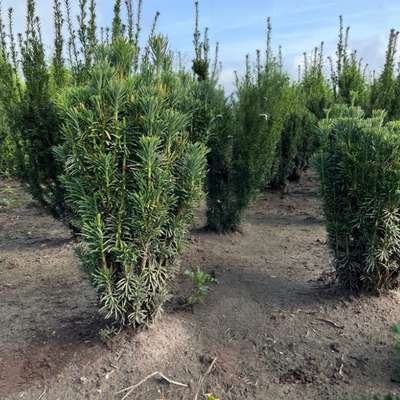Knoptaxus | Cephalotaxus harringtonii 'Fastigiata'