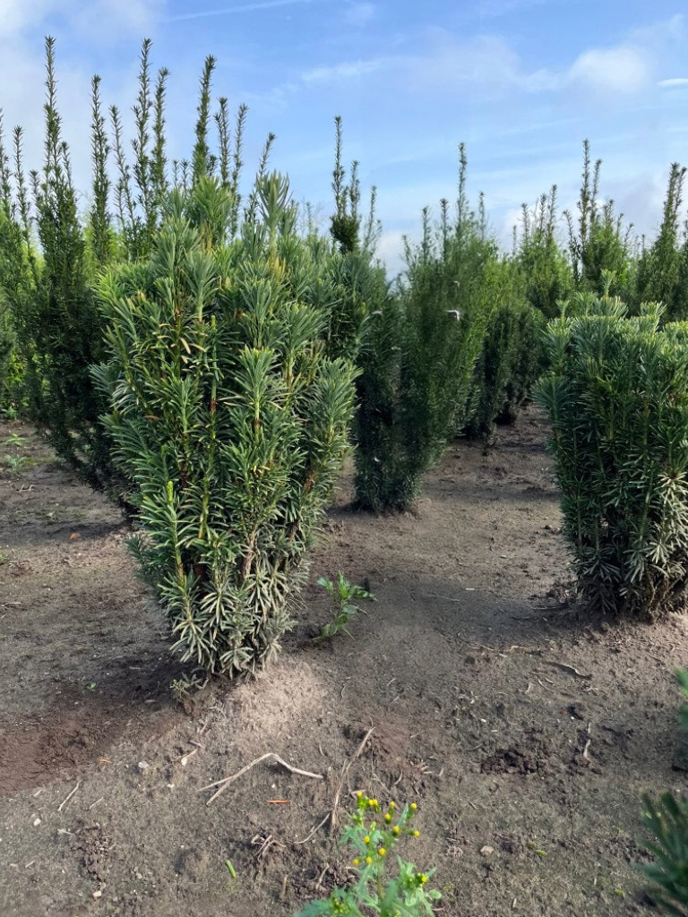 Knoptaxus | Cephalotaxus harringtonii 'Fastigiata'