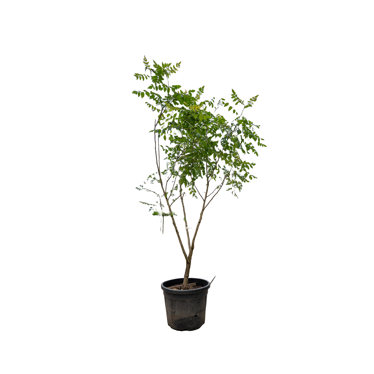 Chinese Vernisboom | Koelreuteria paniculata