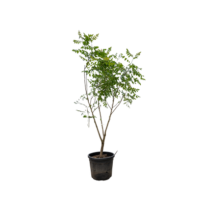 Chinese Vernisboom | Koelreuteria paniculata