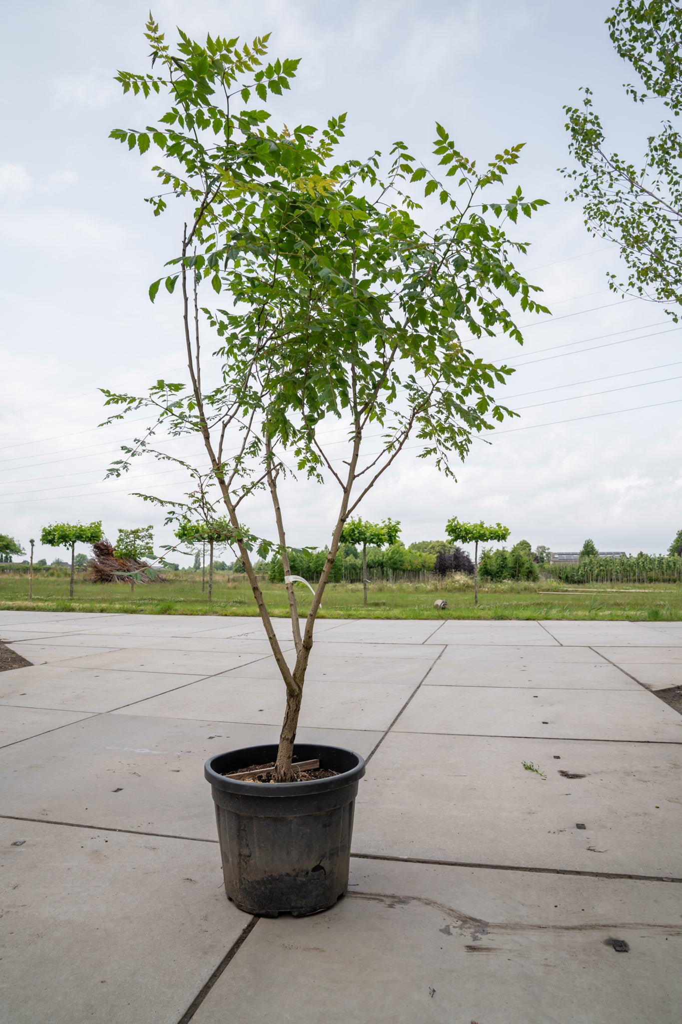 Chinese Vernisboom | Koelreuteria paniculata