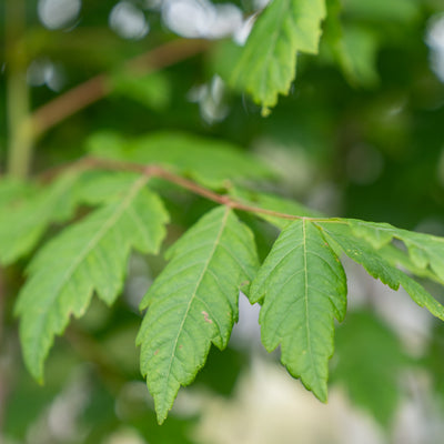 Koelreuteria paniculata | Chinese Vernisboom