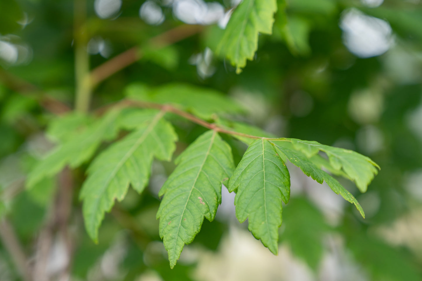 Chinese Vernisboom | Koelreuteria paniculata