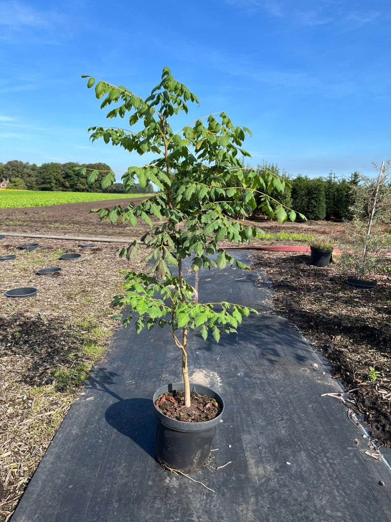 Koelreuteria paniculata | Chinese Vernisboom