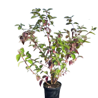 Kornoelje | Cornus alba 'Sibirica'