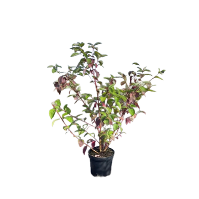 Kornoelje | Cornus alba 'Sibirica'