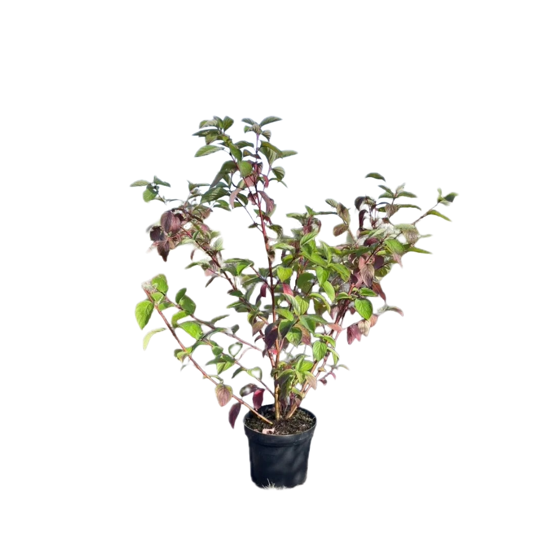 Kornoelje | Cornus alba 'Sibirica'