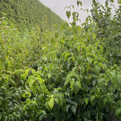 Kornoelje | Cornus kousa 'Chinensis'
