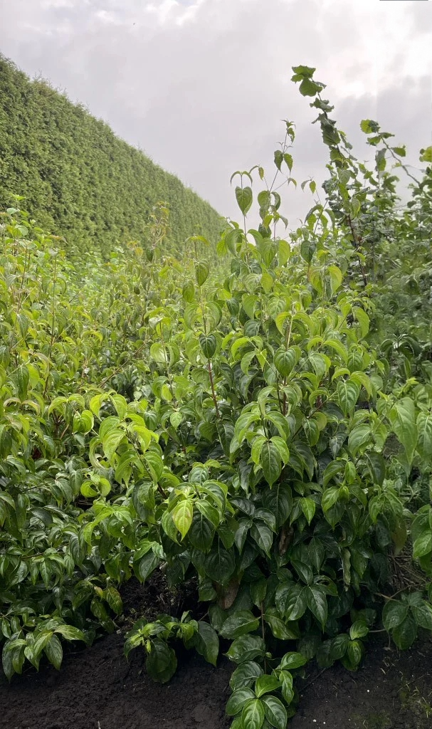 Kornoelje | Cornus kousa 'Chinensis'