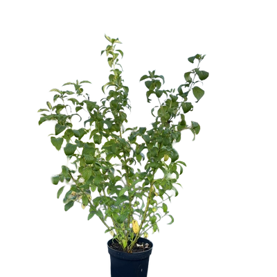 Kornoelje | Cornus sericea 'Flaviramea'