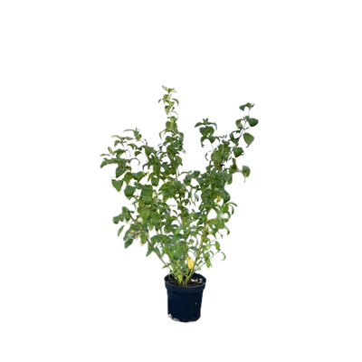 Kornoelje | Cornus sericea 'Flaviramea'