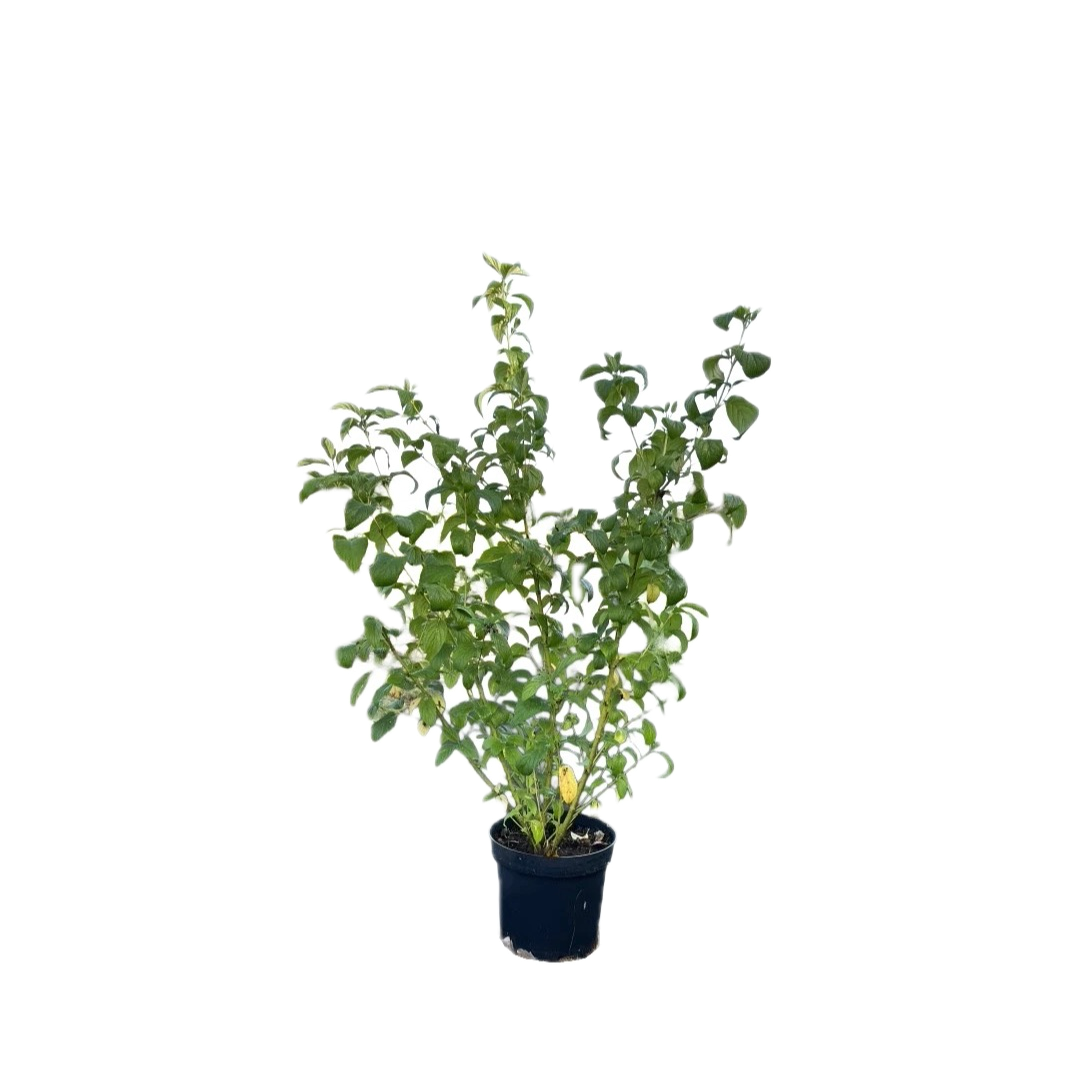 Kornoelje | Cornus sericea 'Flaviramea'