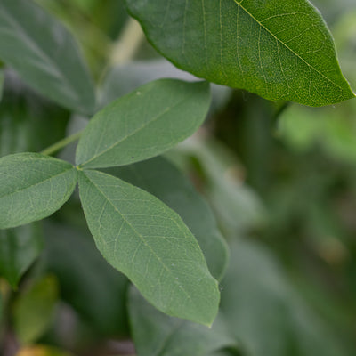 Adams Goudenregen | Laburnocytisus adamii