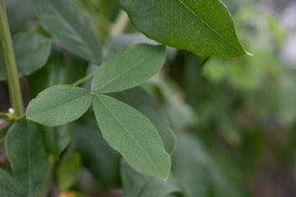 Adams Goudenregen | Laburnocytisus adamii