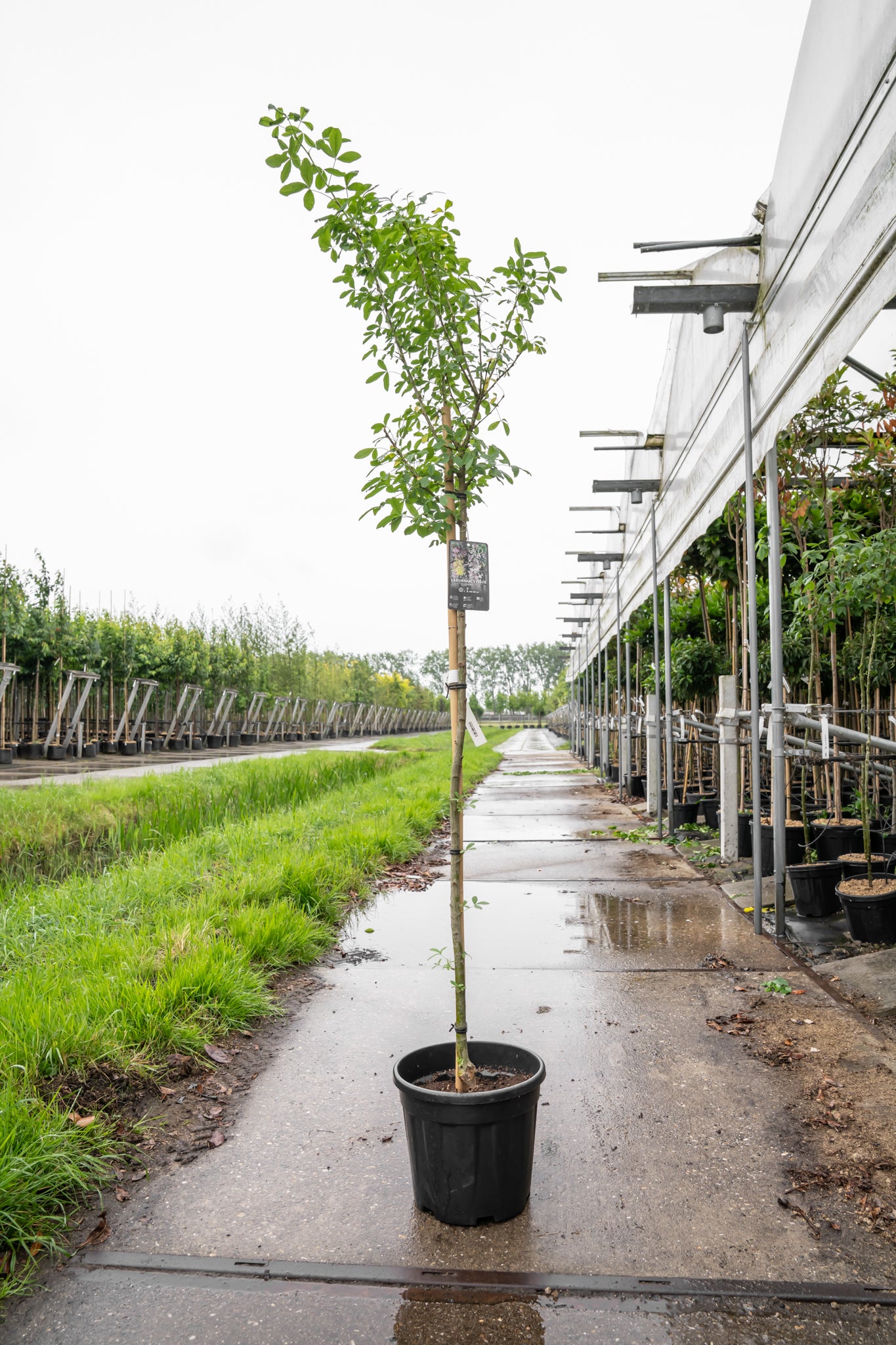 Adams Goudenregen | Laburnocytisus adamii