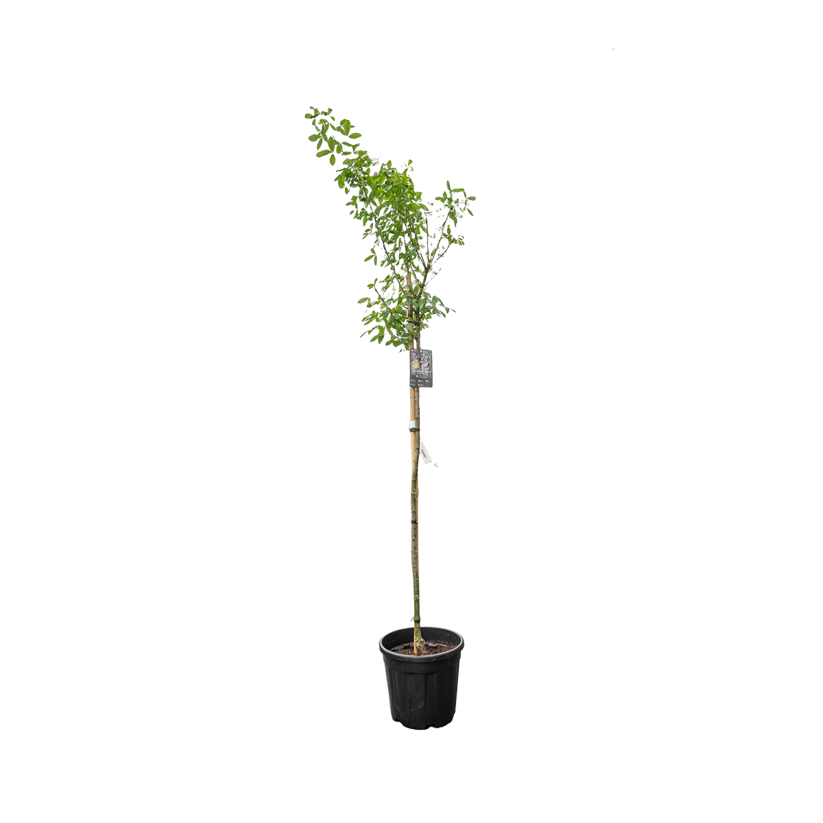 Adams Goudenregen | Laburnocytisus adamii