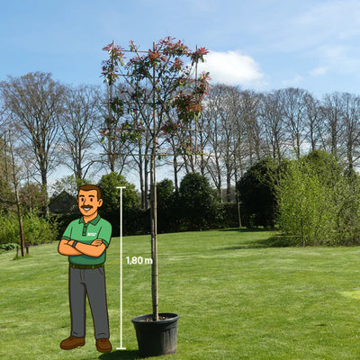Lei Glansmispel | Photinia fr. 'Red Robin'