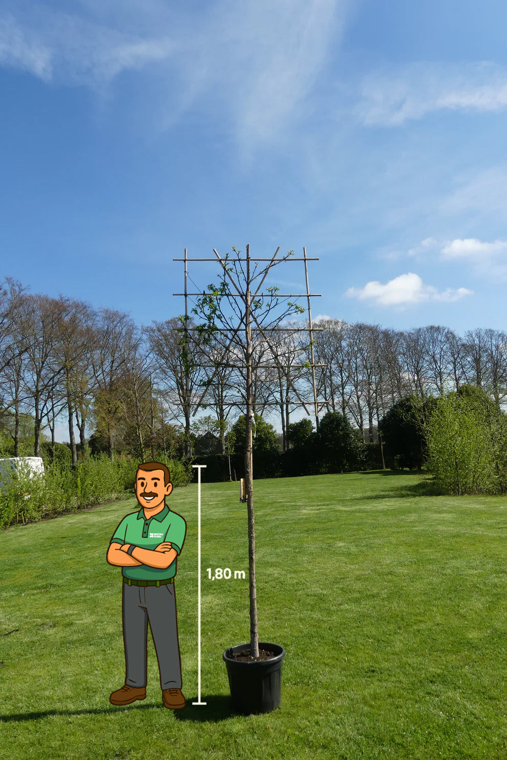 Lei amberboom | Liquidambar styraciflua