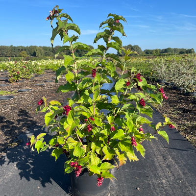 Fazantenbes | Leycesteria formosa