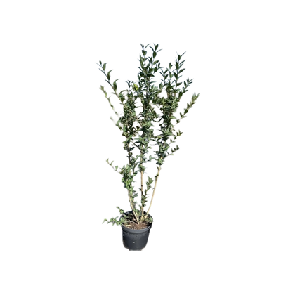 Liguster | Ligustrum vulgare 'Atrovirens'