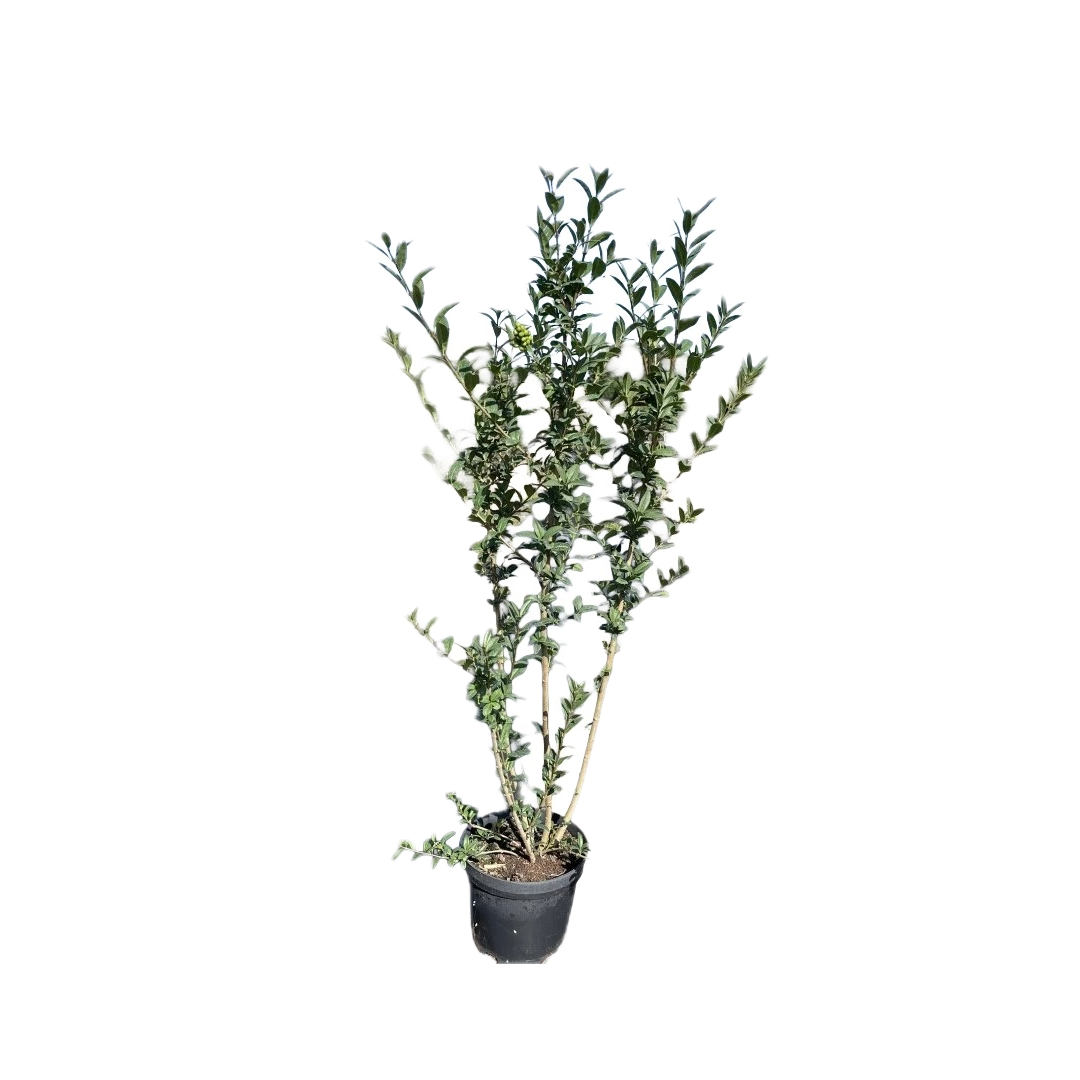 Liguster | Ligustrum vulgare 'Atrovirens'