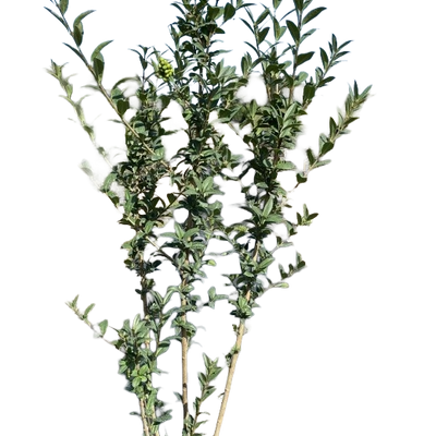 Liguster | Ligustrum vulgare 'Atrovirens'