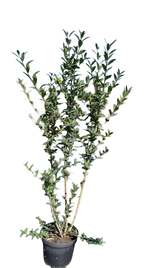 Liguster | Ligustrum vulgare 'Atrovirens'