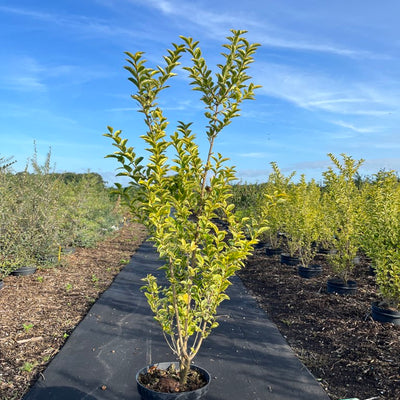 Bonte liguster | Ligustrum ovalifolium 'Aureum'