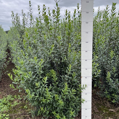 Ligusterhaag | Ligustrum vulgare 'Atrovirens'