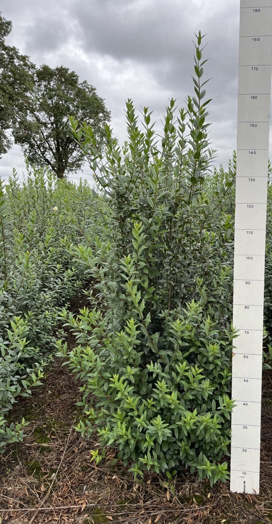 Ligusterhaag | Ligustrum vulgare 'Atrovirens'