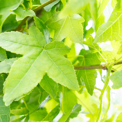 Bol Amberboom | Liquidambar styr. 'Gum Ball'