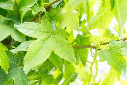 Bol Amberboom | Liquidambar styr. 'Gum Ball'