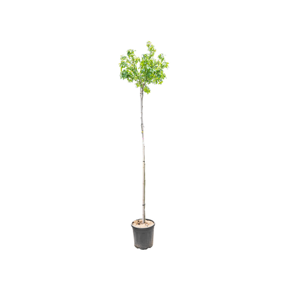 Bol Amberboom | Liquidambar styr. 'Gum Ball'