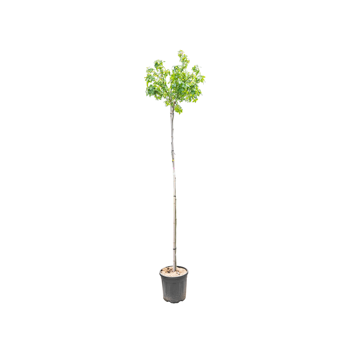 Bol Amberboom | Liquidambar styr. 'Gum Ball'