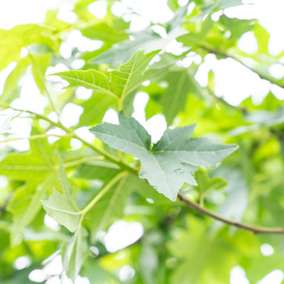 Dak amberboom | Liquidambar styraciflua Pendula