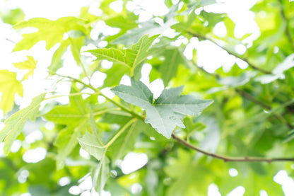 Treur Amberboom | Liquidambar styr. 'Pendula'