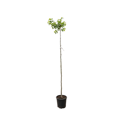 Treur Amberboom | Liquidambar styr. 'Pendula'