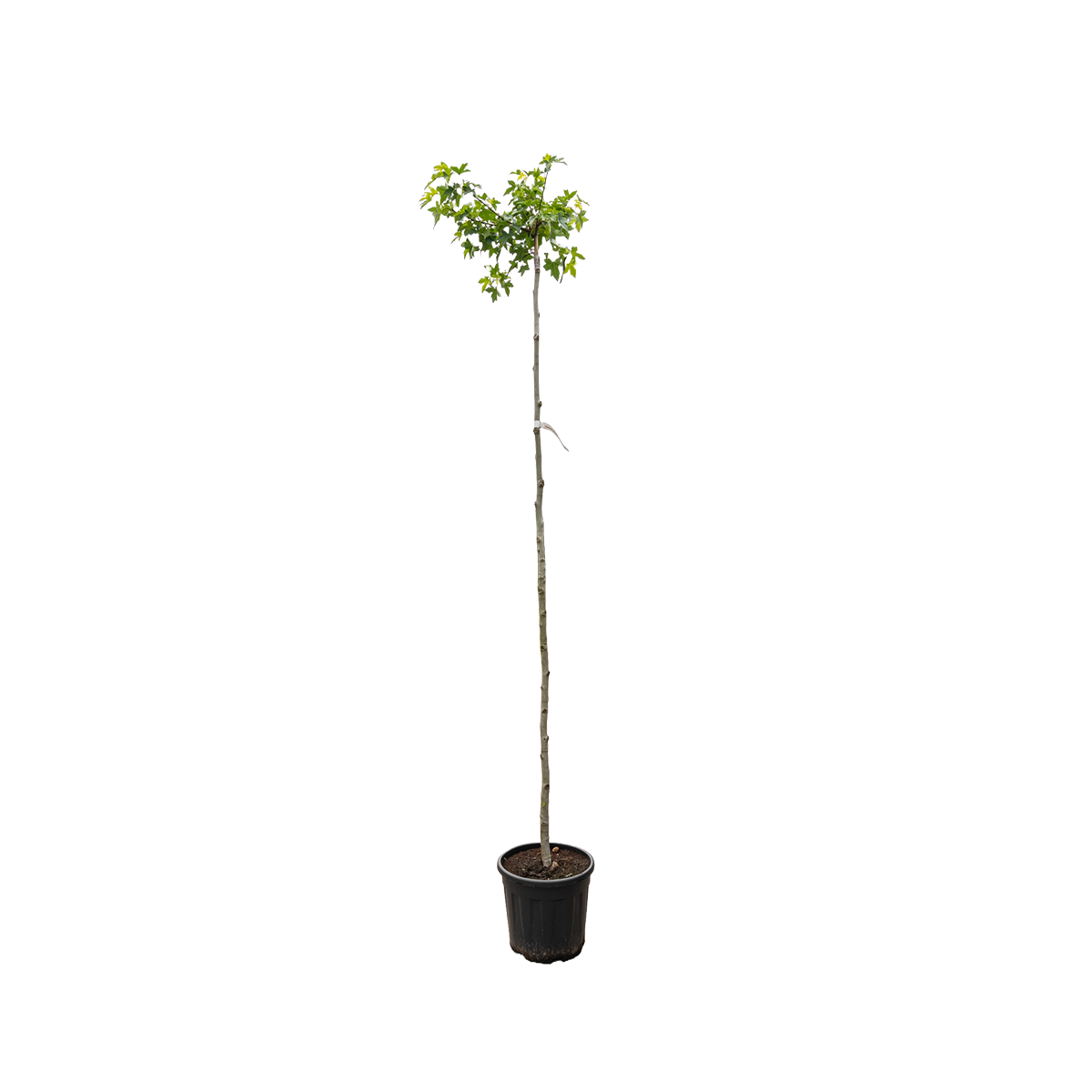 Treur Amberboom | Liquidambar styr. 'Pendula'