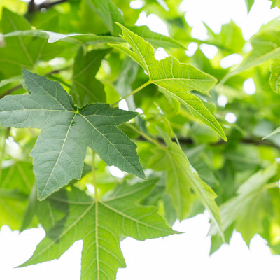 Treur Amberboom | Liquidambar styr. 'Pendula'